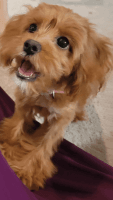 Cavapoo Puppies for sale in Bowie, MD, USA. price: NA