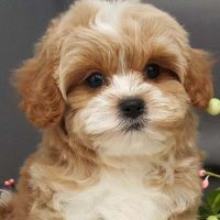Cavapoo Puppies for sale in Fayetteville, NC, USA. price: NA