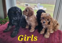 "Cavapoo" Puppies For Sale | Lansing, MI #294266 | Petzlover