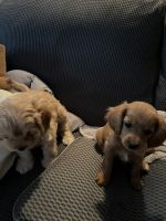 Cavapoo Puppies for sale in Mokena, IL, USA. price: NA