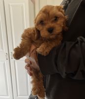 Cavapoo Puppies for sale in Montgomery, WV 25136, USA. price: NA