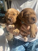 Cavapoo Puppies for sale in Melbourne Beach, FL, USA. price: NA