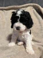 Cavapoo Puppies for sale in Nevada City, CA 95959, USA. price: NA