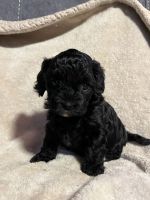 Cavapoo Puppies for sale in Nevada City, CA 95959, USA. price: NA