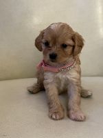 Cavapoo Puppies for sale in West Hollywood, CA, USA. price: NA