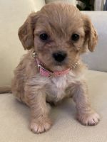 Cavapoo Puppies for sale in West Hollywood, CA, USA. price: NA