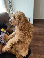 Cavapoo Puppies for sale in Allen, TX, USA. price: $700