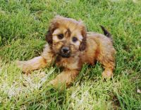 Cavapoo Puppies for sale in Seneca, KS 66538, USA. price: $1,000