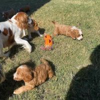 Cavapoo Puppies for sale in San Jose, CA, USA. price: $965