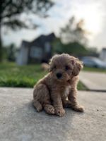 Cavapoo Puppies for sale in Warrensburg, MO 64093, USA. price: NA