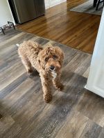 Cavapoo Puppies for sale in South Bend, IN, USA. price: $750