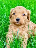 Cavapoo Puppies for sale in 1030 Monroe Ave, Cañon City, CO 81212, USA. price: $1,200