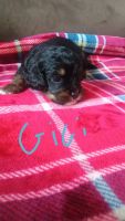Cavapoo Puppies for sale in Boise, ID, USA. price: $1,500