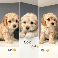Cavapoo Puppies for sale in Langley, BC, Canada. price: $2,500