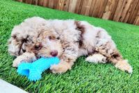 Cavapoo Puppies for sale in Fort Worth, TX, USA. price: $1,800