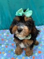 Cavapoo Puppies for sale in Lancaster, MO 63548, USA. price: $900