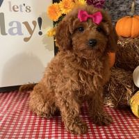 Cavapoo Puppies for sale in Los Angeles, CA, USA. price: $1,650