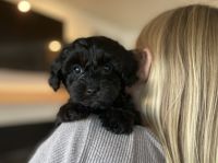 Cavapoo Puppies for sale in Lancaster County, PA, USA. price: $1,500