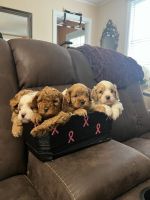 Cavapoo Puppies for sale in Queens, NY, USA. price: $2,200