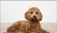 Cavapoo Puppies for sale in Trumbull, CT 06611, USA. price: $1,995