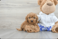 Cavapoo Puppies for sale in McHenry, IL, USA. price: $2,500