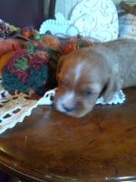 Cavapoo Puppies for sale in Overbrook, KS 66524, USA. price: $975