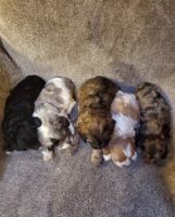 Cavapoo Puppies for sale in Woodland Park, CO 80863, USA. price: $950