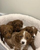 Cavapoo Puppies for sale in 800 2nd Ave, New York, NY 10017, USA. price: $500