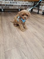 Cavapoo Puppies for sale in Englishtown, NJ 07726, USA. price: $4,500