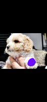 Cavapoo Puppies for sale in 2347 Vermont Ave, Connersville, IN 47331, USA. price: $800