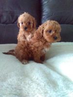 Cavapoo Puppies for sale in Cumberland, RI 02864, USA. price: $1,500