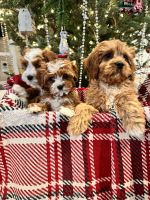 Cavapoo Puppies for sale in South Orange, NJ 07079, USA. price: $1,500