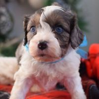 Cavapoo Puppies for sale in Arivaca, Arizona. price: $3,760