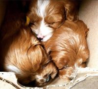 Cavapoo Puppies for sale in San Diego, California. price: $800
