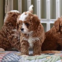 Cavapoo Puppies for sale in Sacramento, California. price: $800