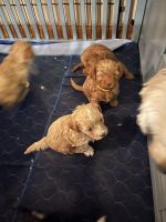 Cavapoo Puppies for sale in Mokena, IL, USA. price: $1,250