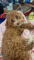 Cavapoo Puppies for sale in Forney, Texas. price: $900