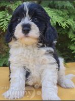 Cavapoo Puppies for sale in Spicer, Minnesota. price: $1,500