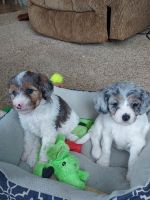 Cavapoo Puppies for sale in Ottawa, Ohio. price: NA