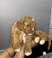 Cavapoo Puppies for sale in Brooklyn, New York. price: NA