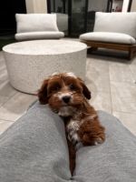 Cavapoo Puppies for sale in San Diego, California. price: $2,500