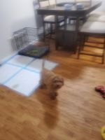 Cavapoo Puppies for sale in Indianapolis, Indiana. price: $200