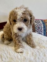 Cavapoo Puppies for sale in Nashville, Tennessee. price: $750