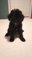 Cavapoo Puppies for sale in Jackson, TN, USA. price: $800