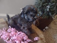 Cavapoo Puppies for sale in Galloway, OH 43119, USA. price: $600