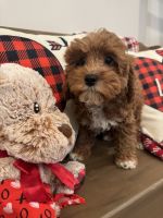 Cavapoo Puppies for sale in South Orange, NJ 07079, USA. price: NA