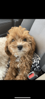 Cavapoo Puppies for sale in Tampa, Florida. price: $800