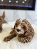 Cavapoo Puppies for sale in Philadelphia, Pennsylvania. price: $2,000