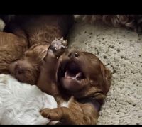 Cavapoo Puppies for sale in Clifton, New Jersey. price: $1,000