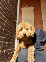 Cavapoo Puppies for sale in Bronx, New York. price: $400